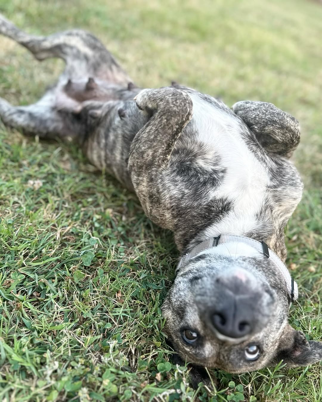 senior dog laying on grass