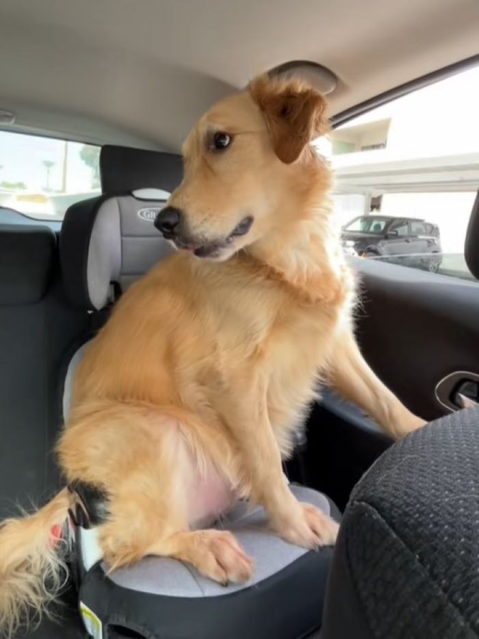 senior dog on back seat