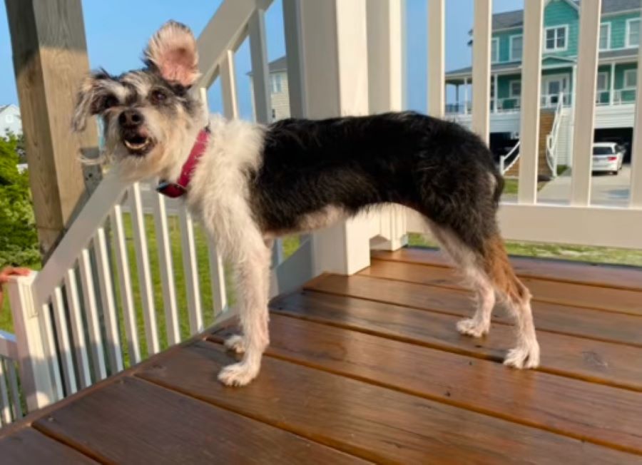 senior dog on porch