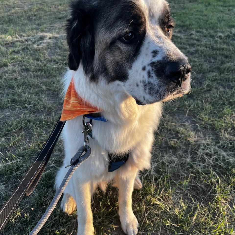 senior dog sitting on grass