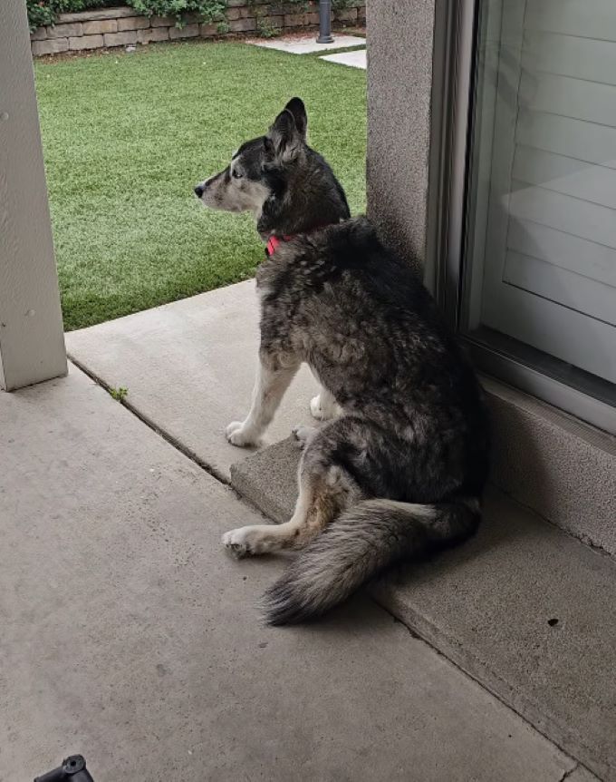 senior dog sitting on porch