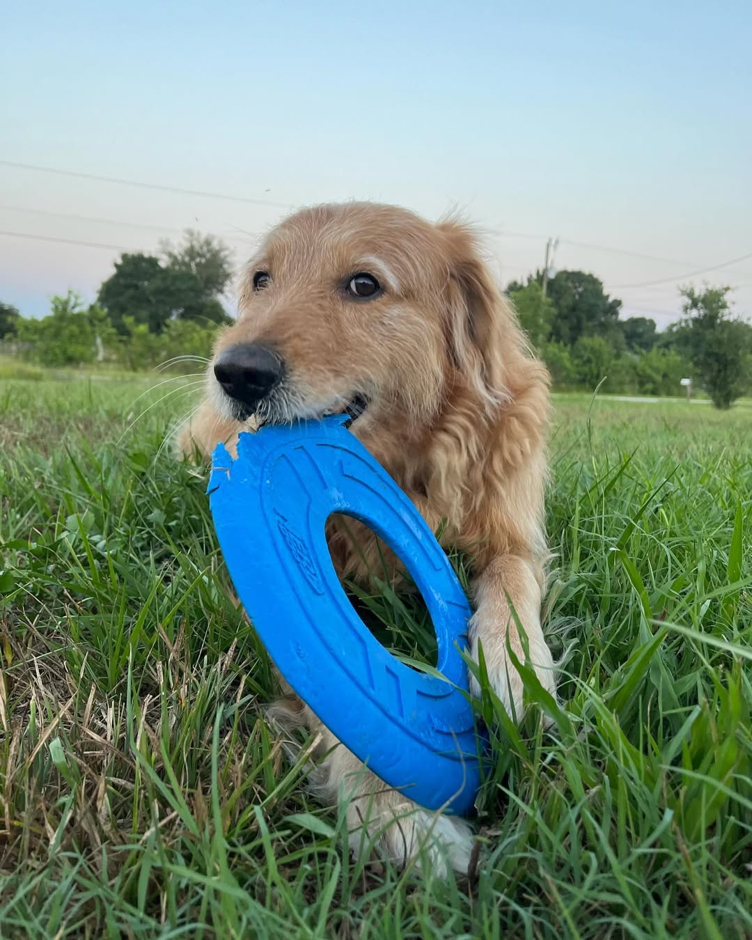 senior dog with toy in mouth