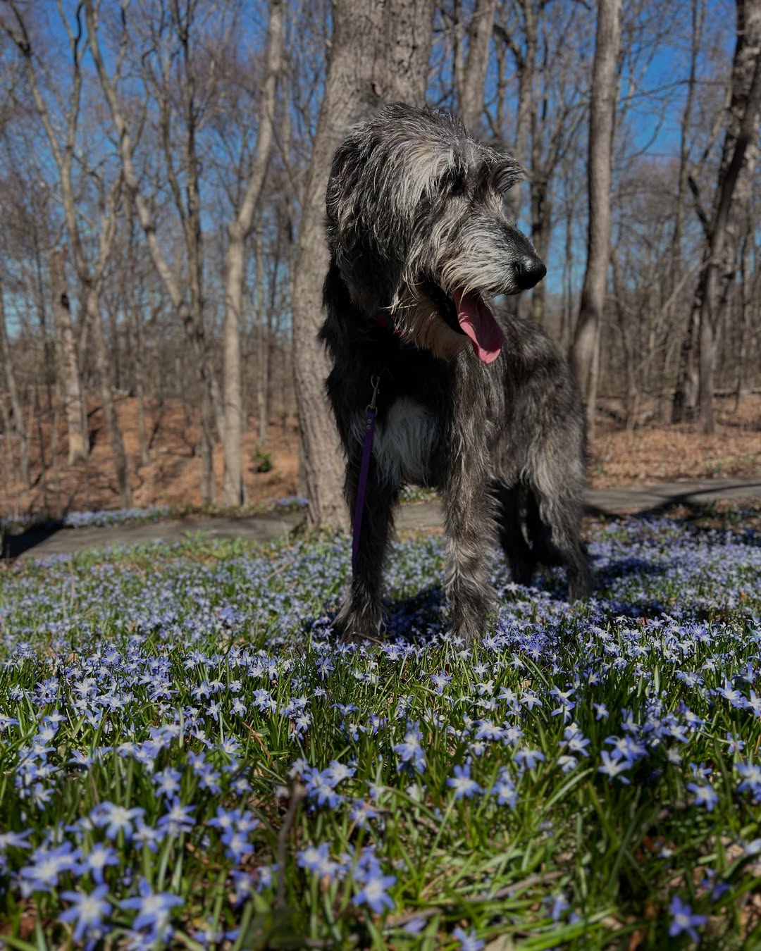 senior gray dog