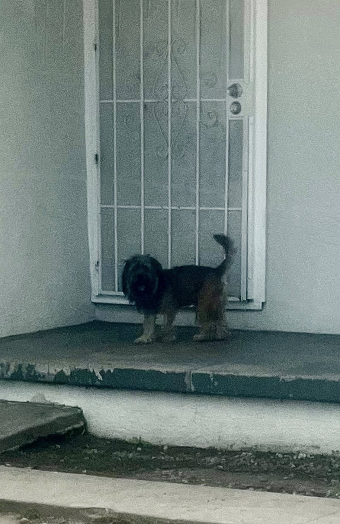 senior tiny dog