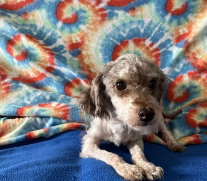 shaved dog laying down