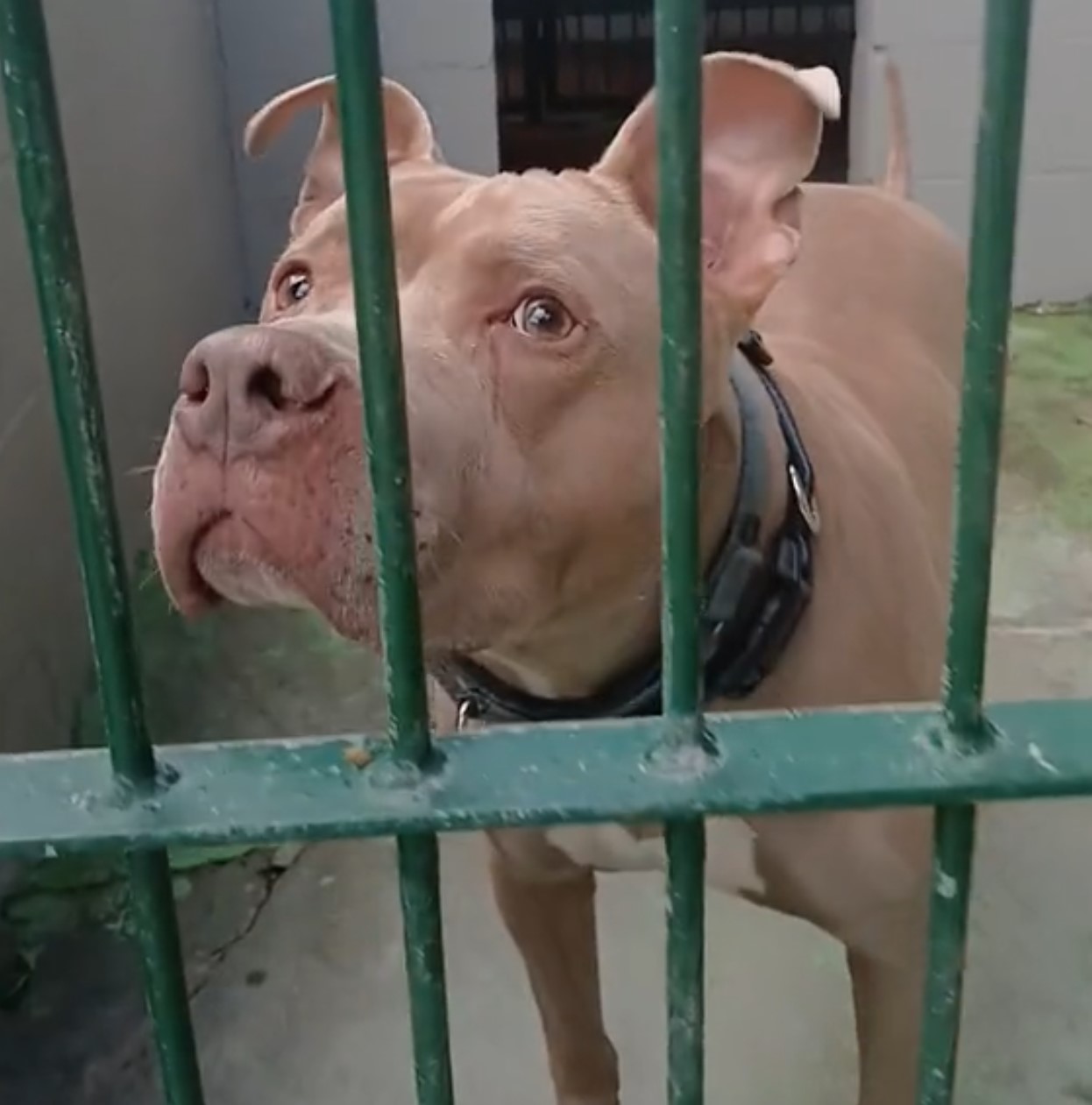 shelter dog