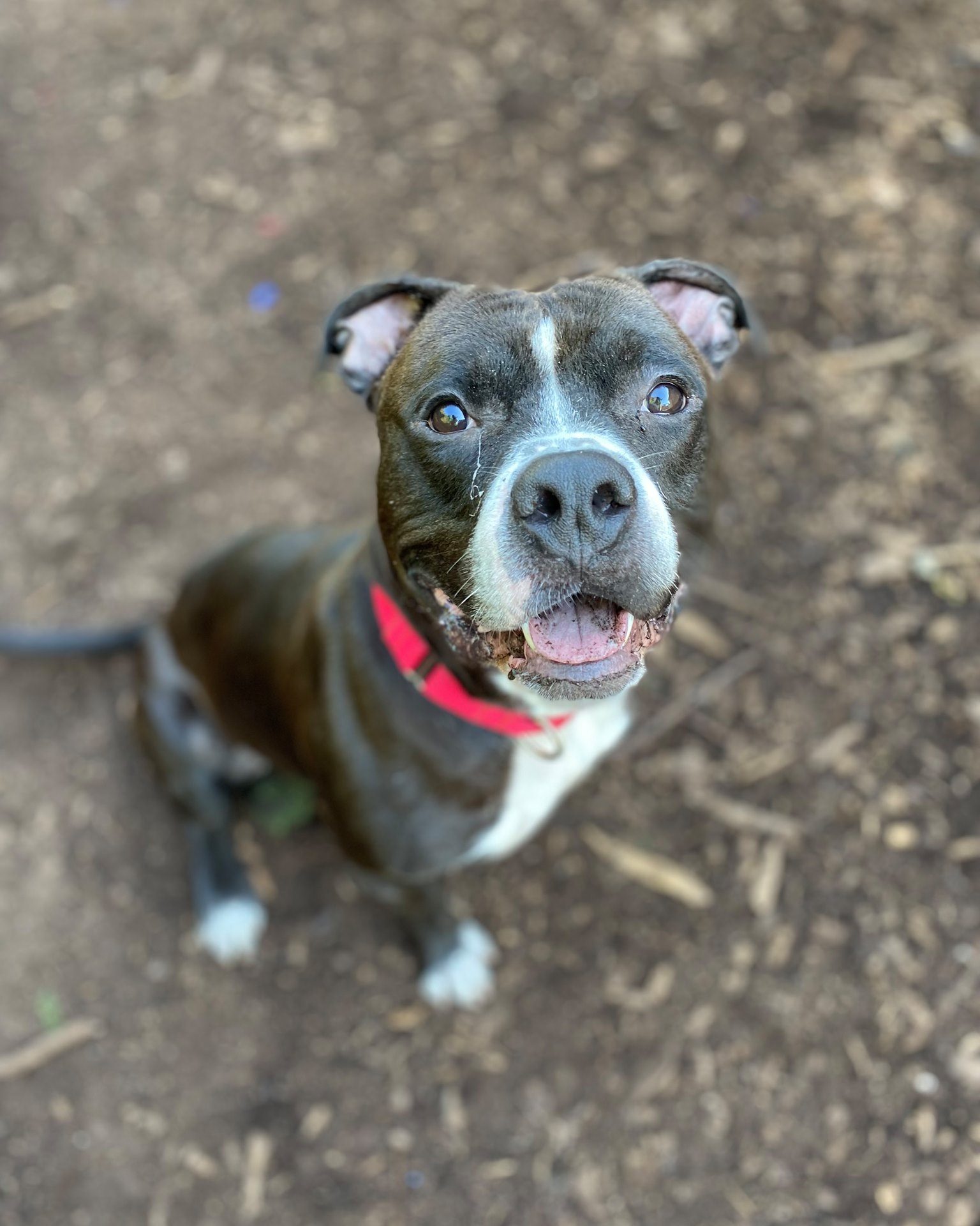 shelter dog
