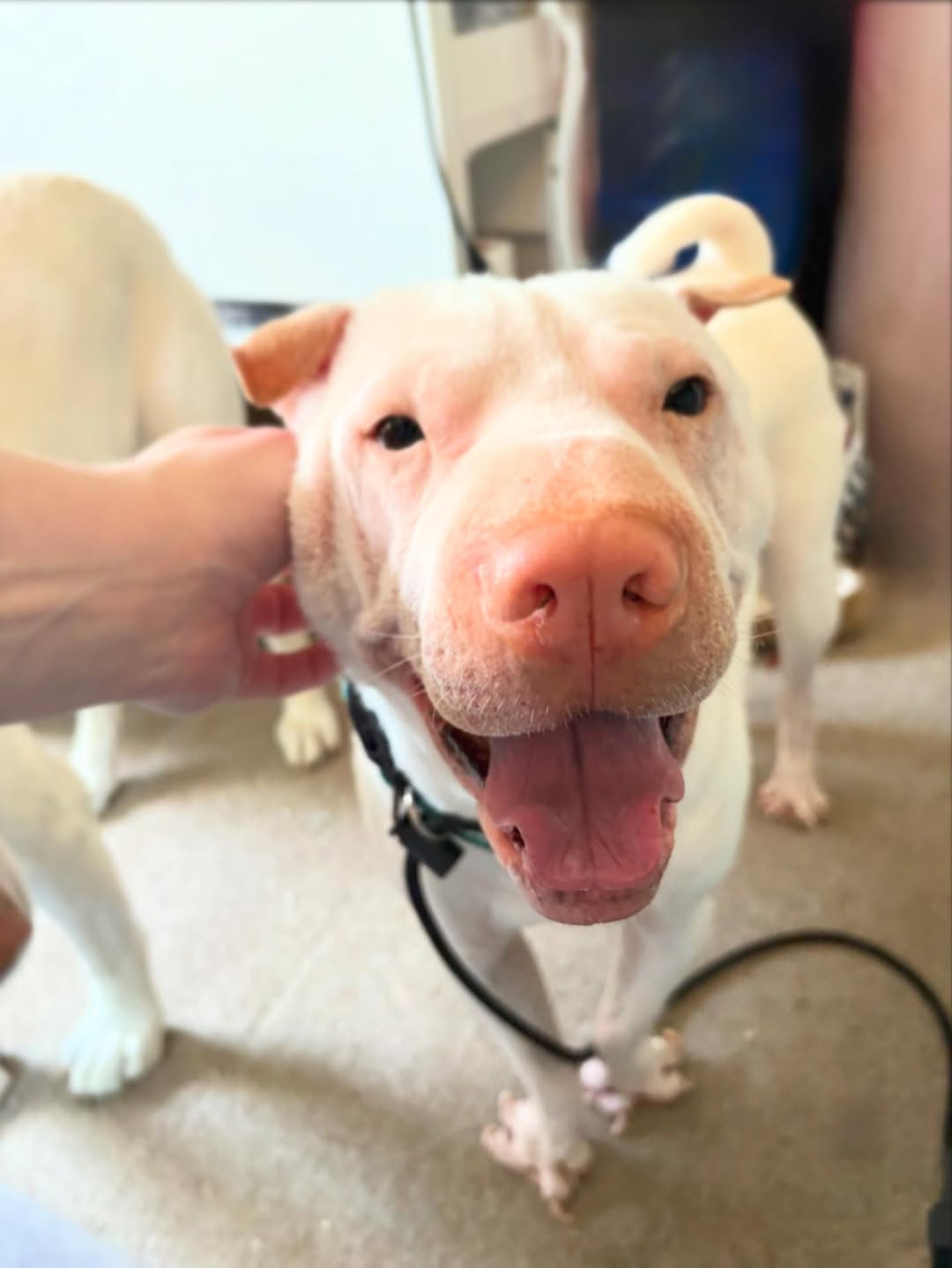 shelter dog