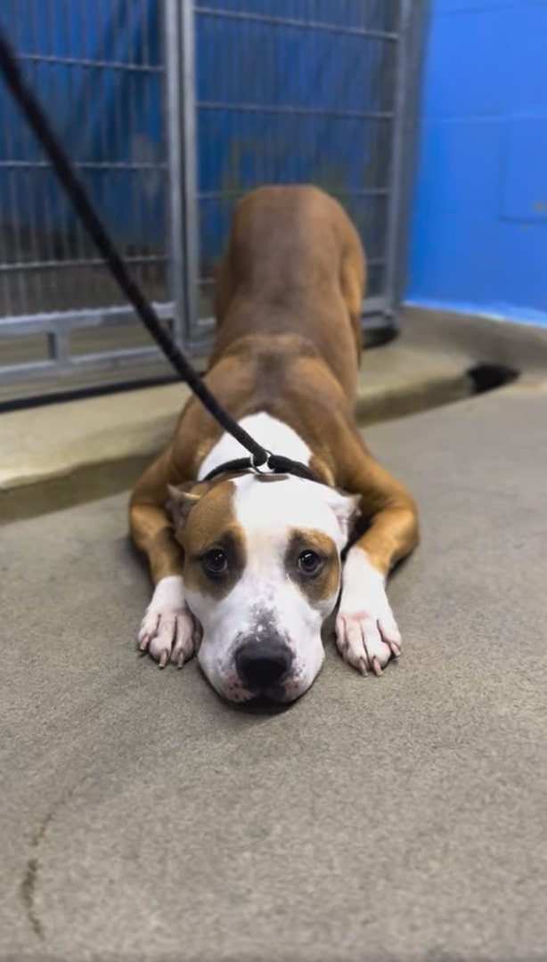 shelter dog laying down