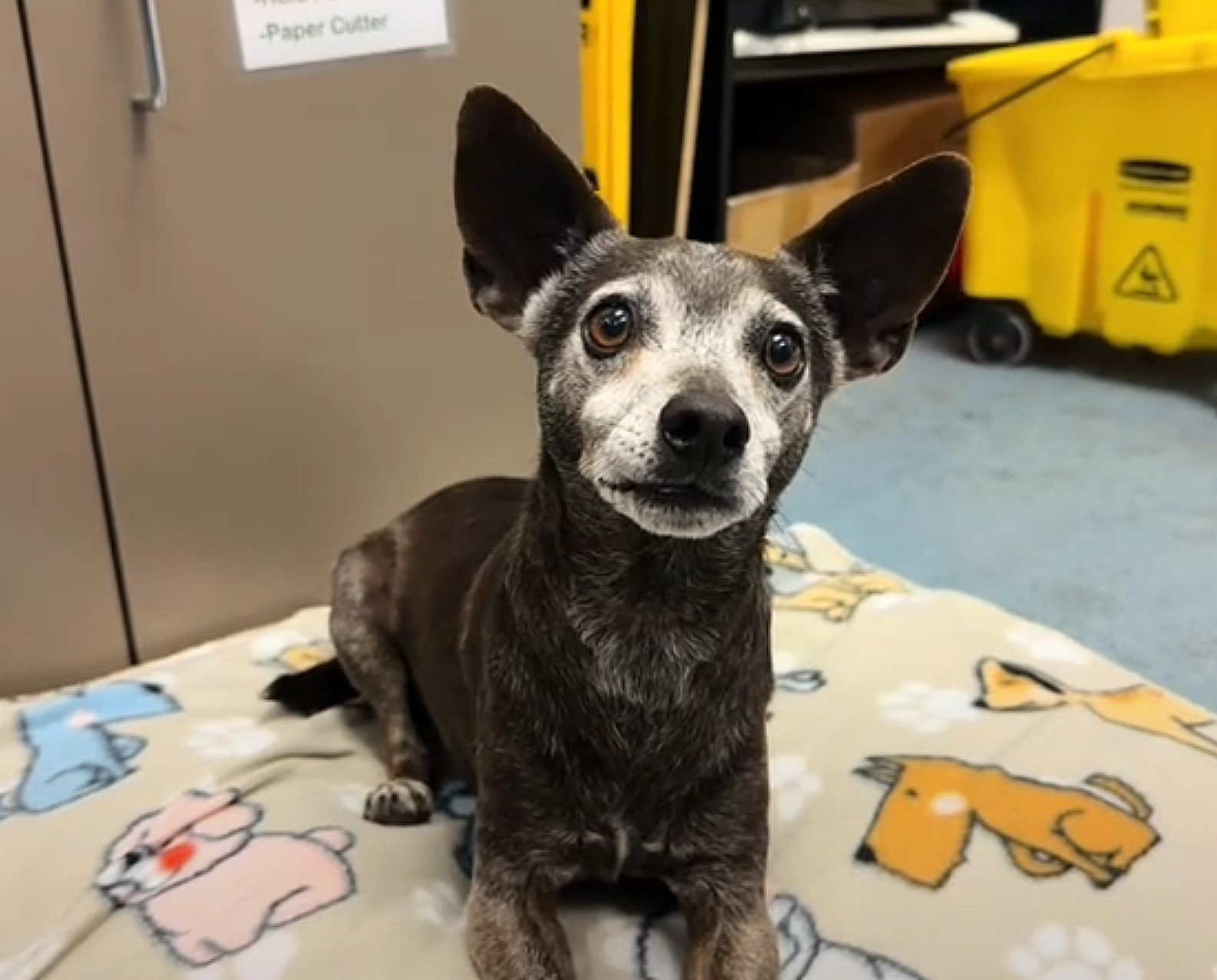 shelter pup