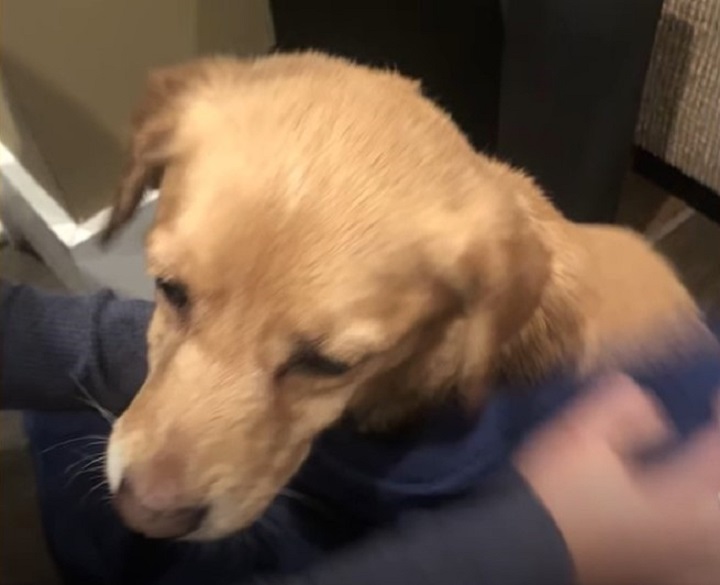 shivering puppy