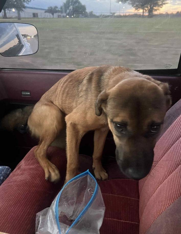 shy dog in car