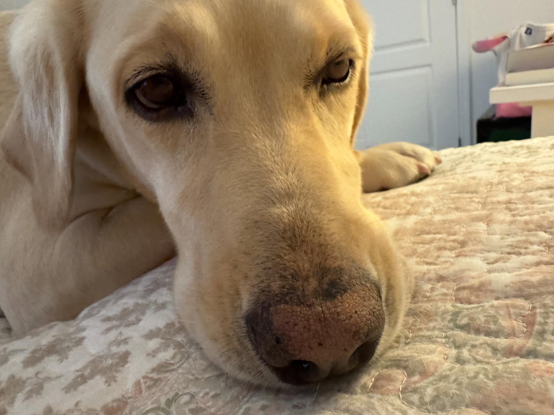 sick dog