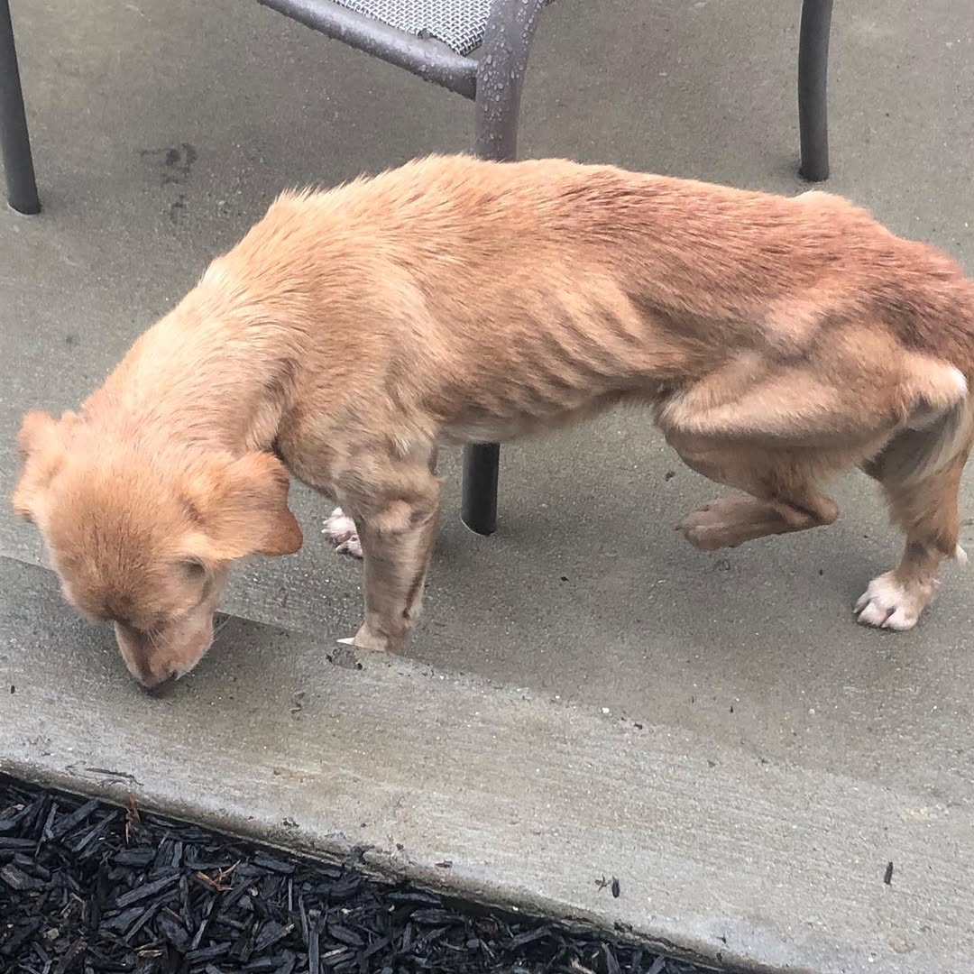 skinny brown dog