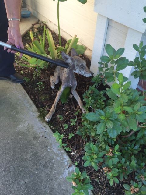 skinny stray dog