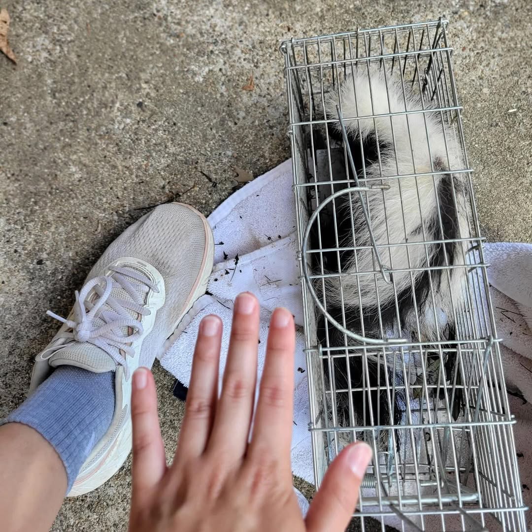 skunk in crate