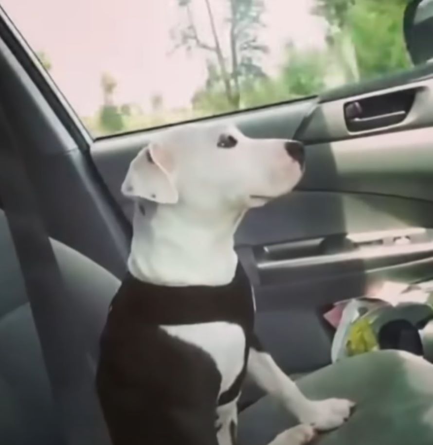 small dog in car