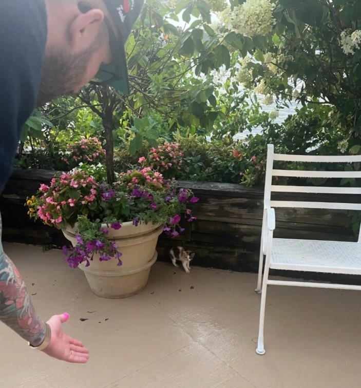 small kitten behind a flowerpot