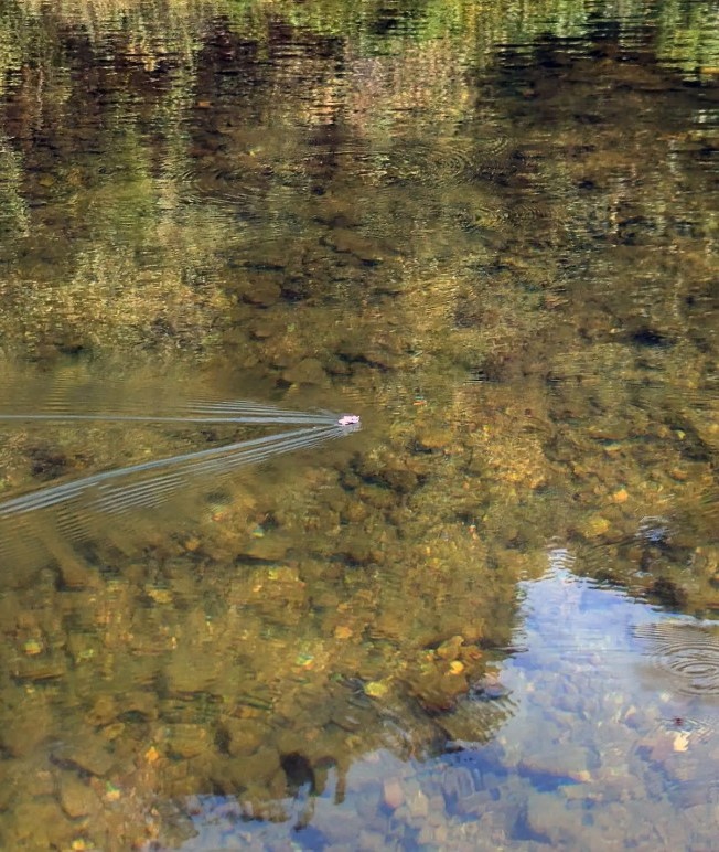 spider swimming
