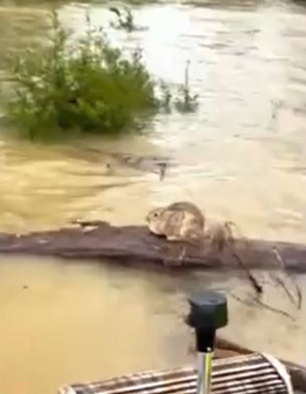 squirrel on log
