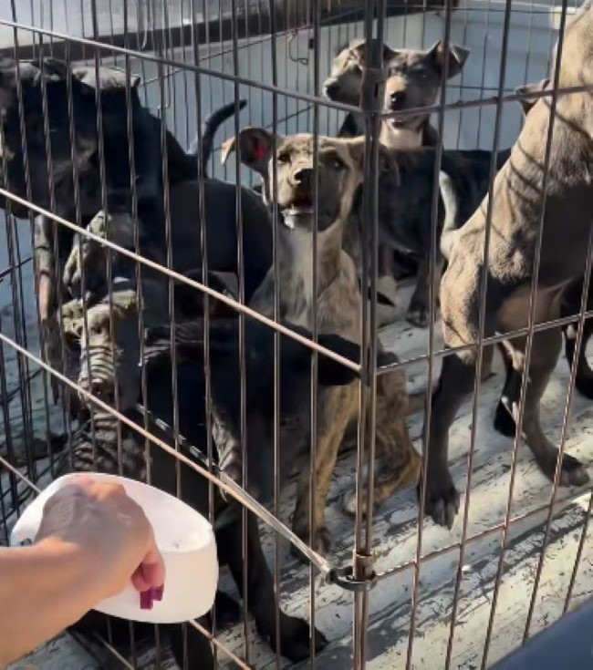 starving dogs in crate