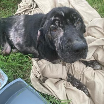 stray black dog