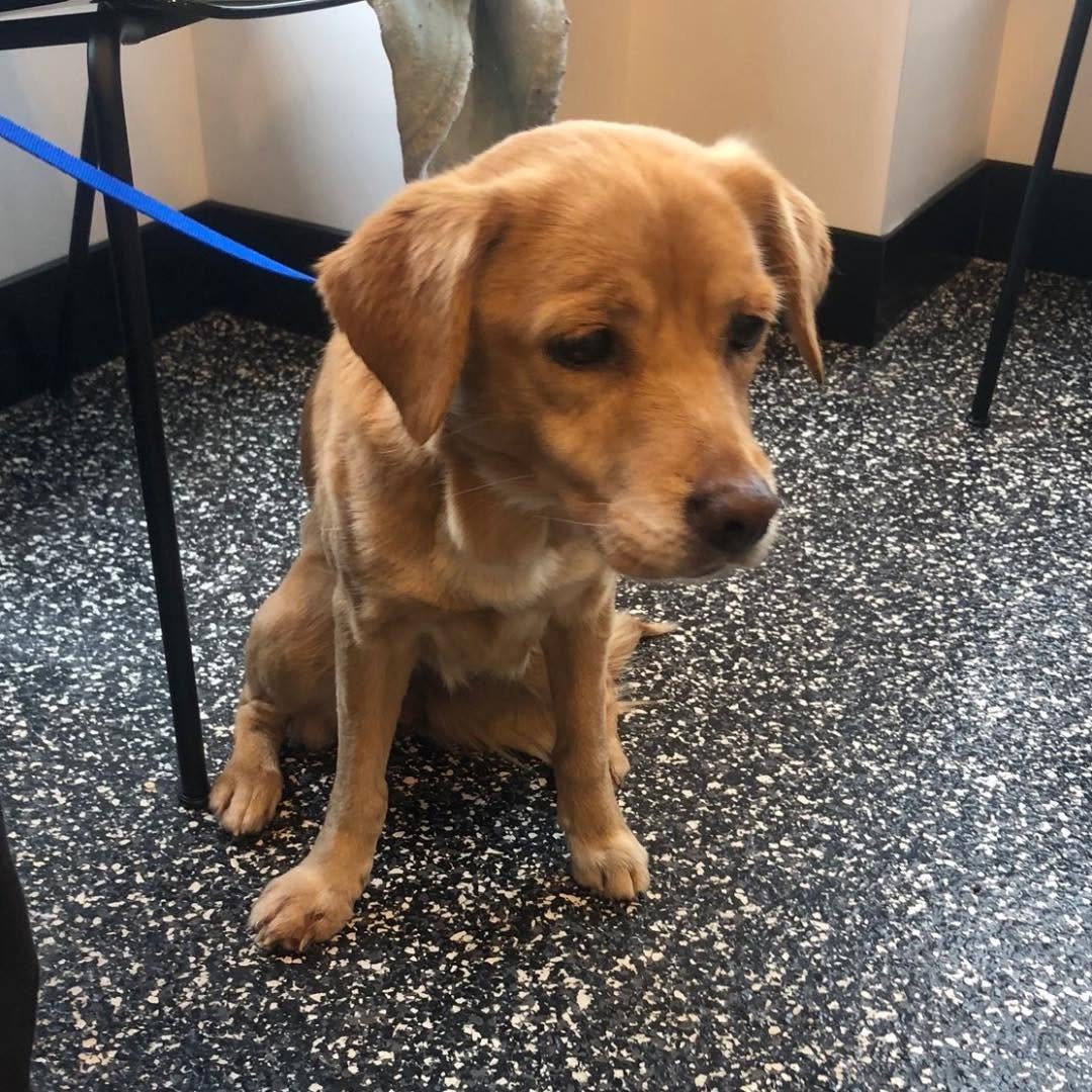 stray brown dog