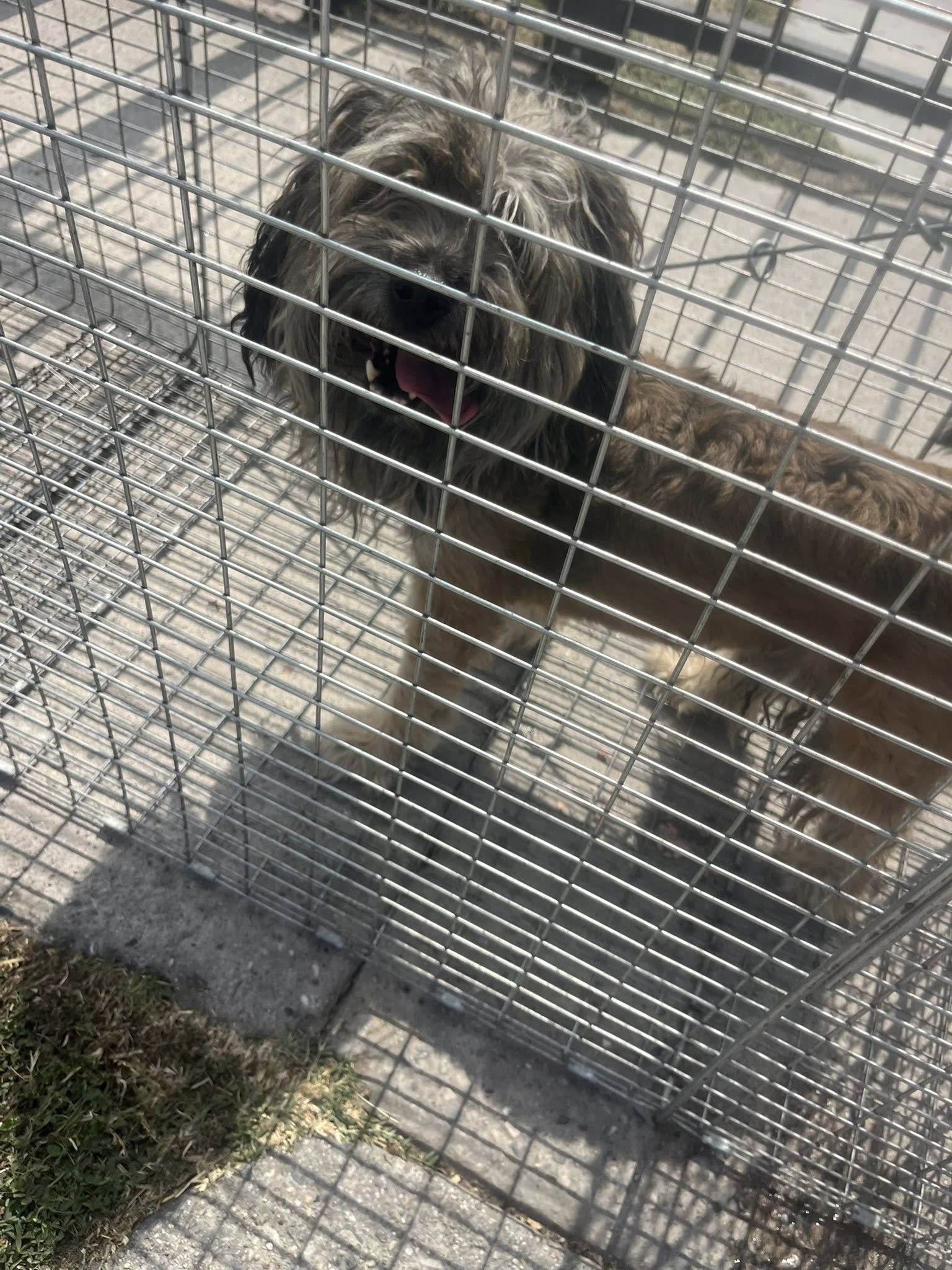 stray dog in crate