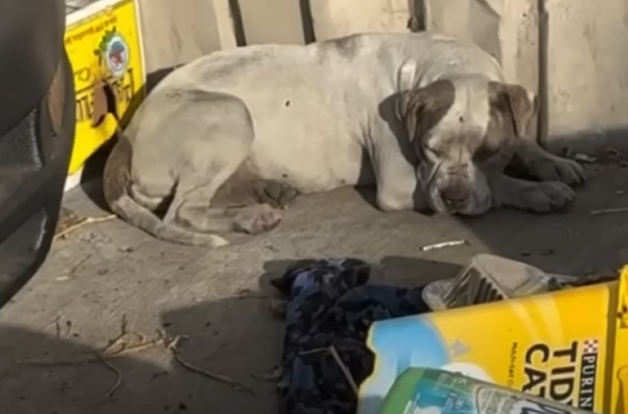 stray dog laying down