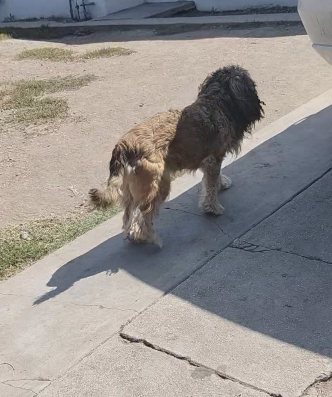 stray dog on street