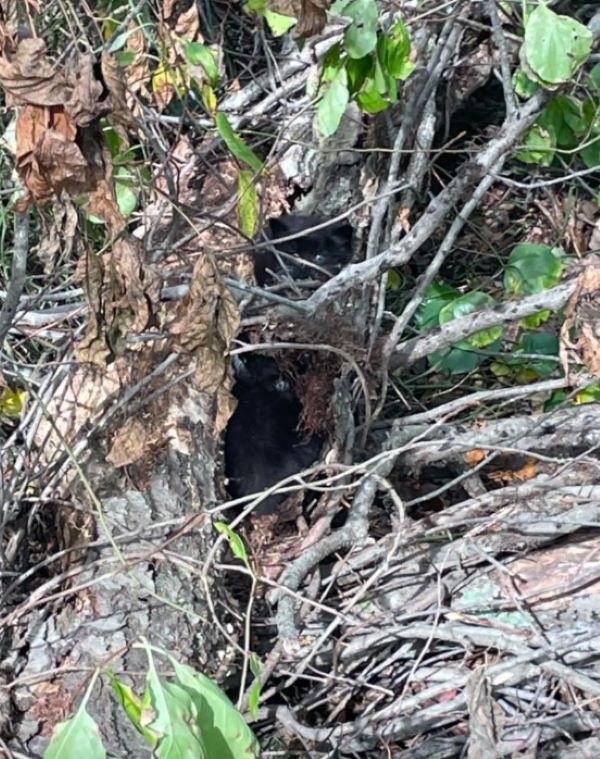 stray kittens