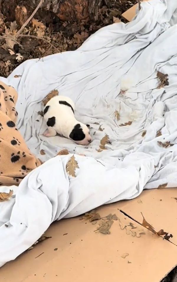 stray newborn puppy