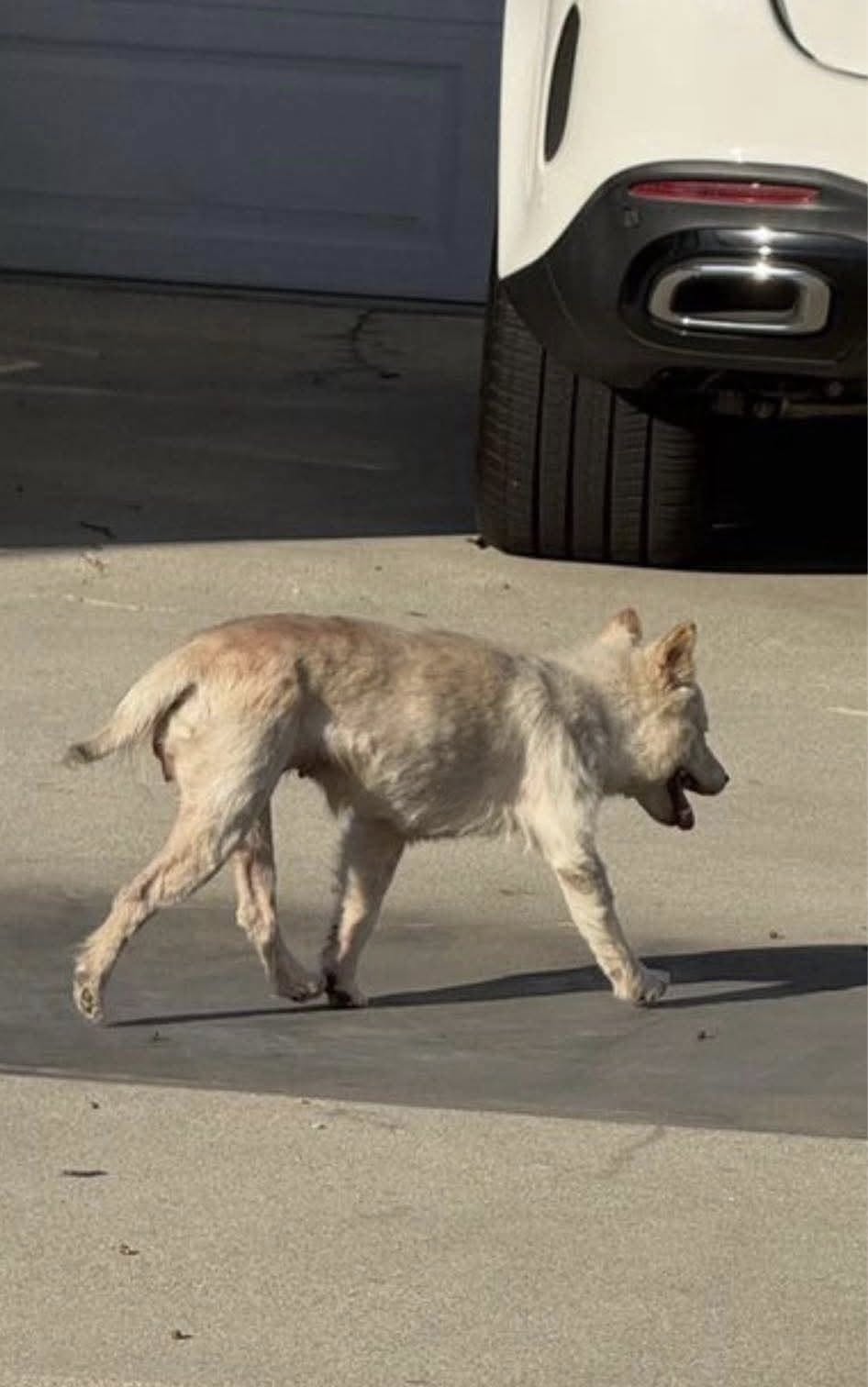 stray white dog
