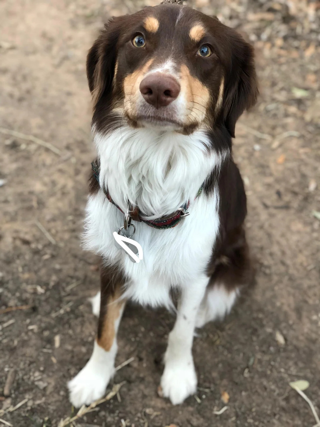 sweet Border Collie