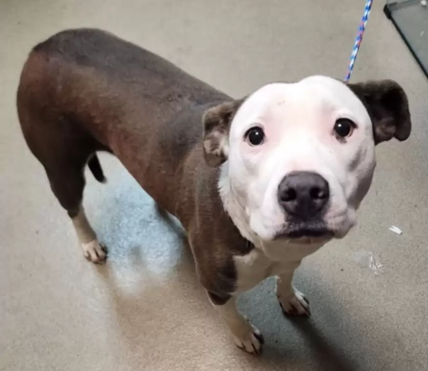 sweet adopted dog