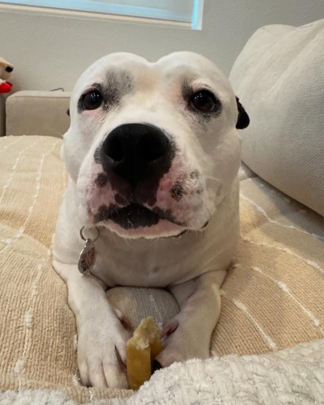 sweet and shy dog