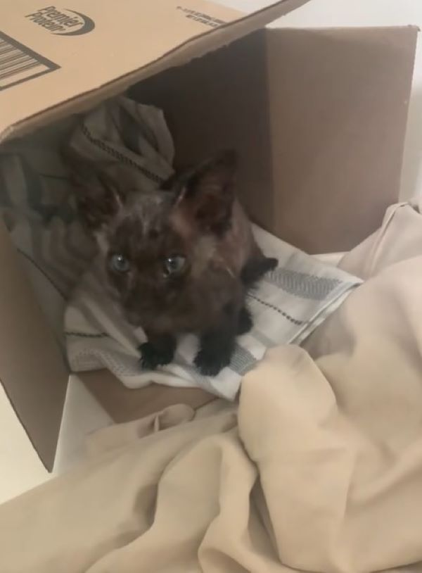 sweet black kitten