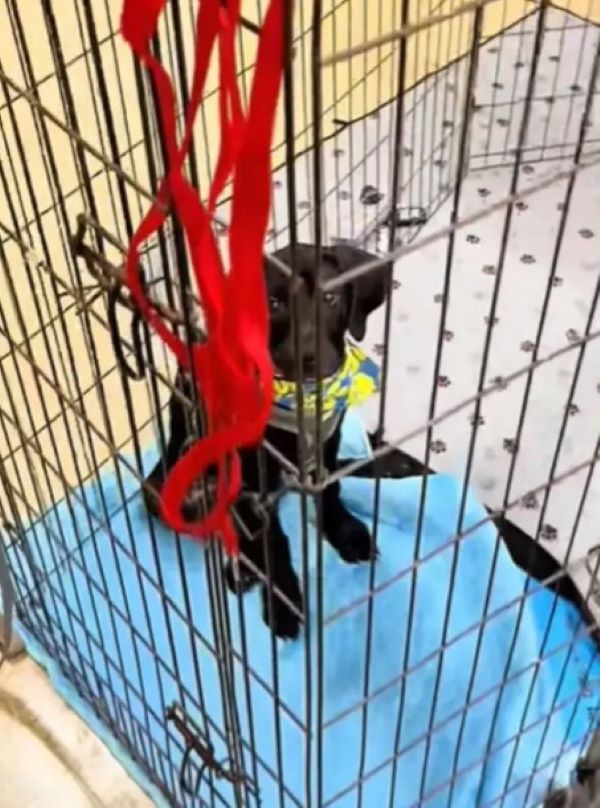 sweet black puppy in crate