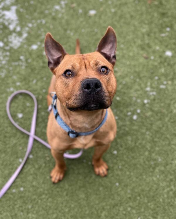 sweet brown dog in shelter