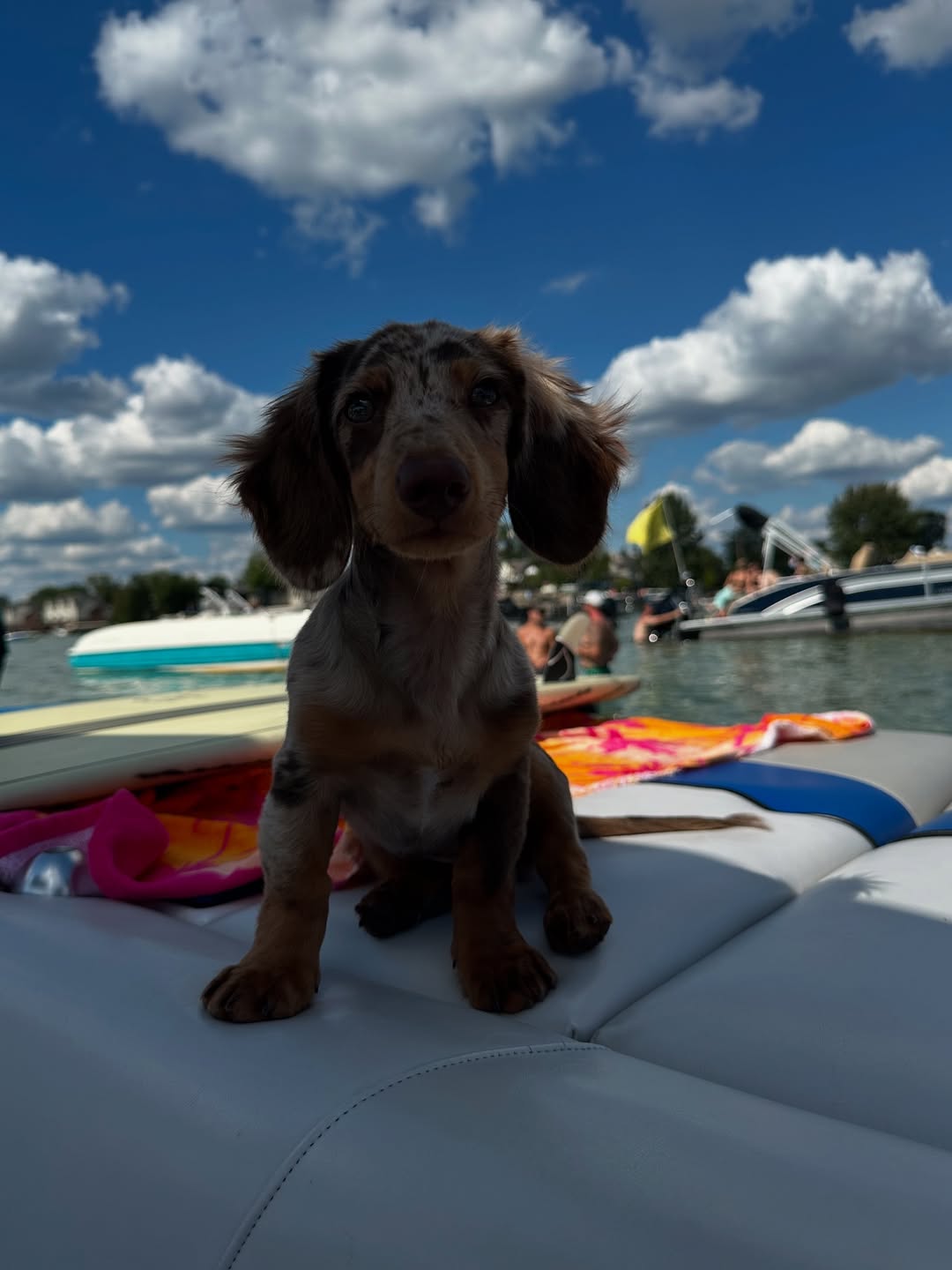 sweet dahschund puppy