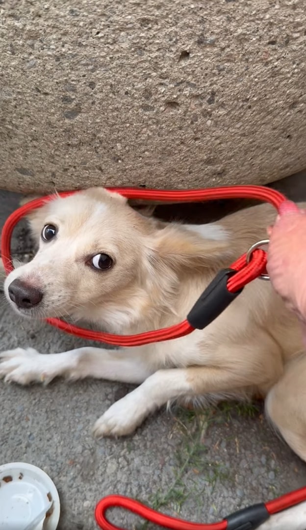 sweet dog