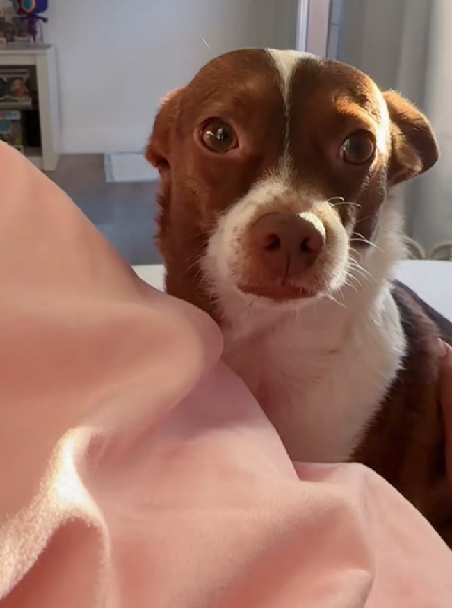sweet dog