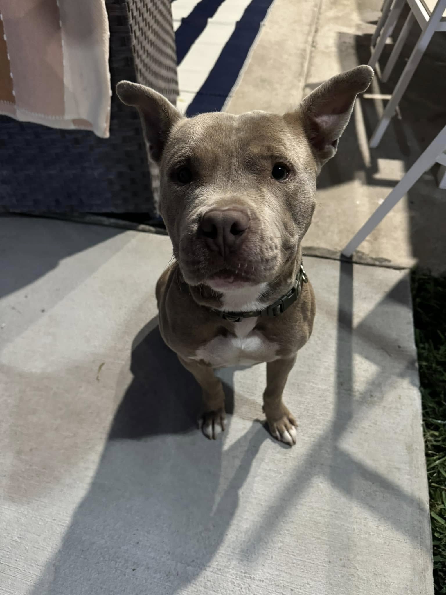 sweet dog