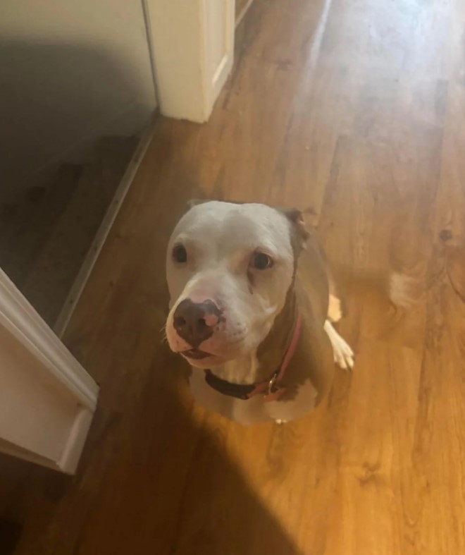 sweet dog in house