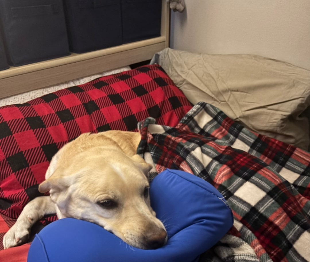 sweet dog in house