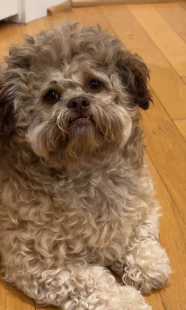 sweet dog in house