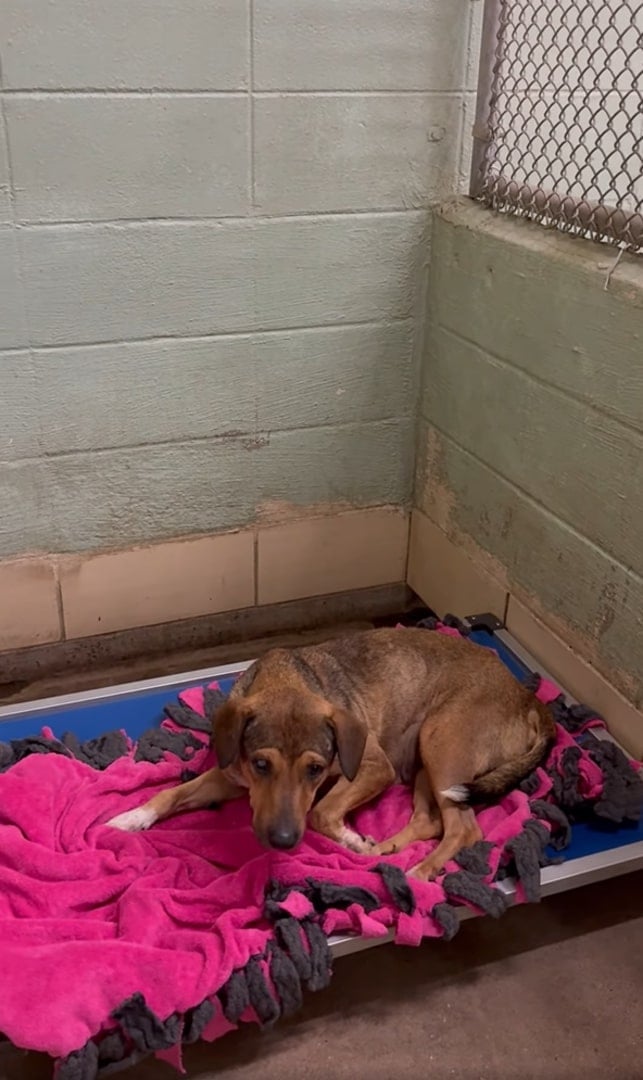 sweet dog laying down in shelter