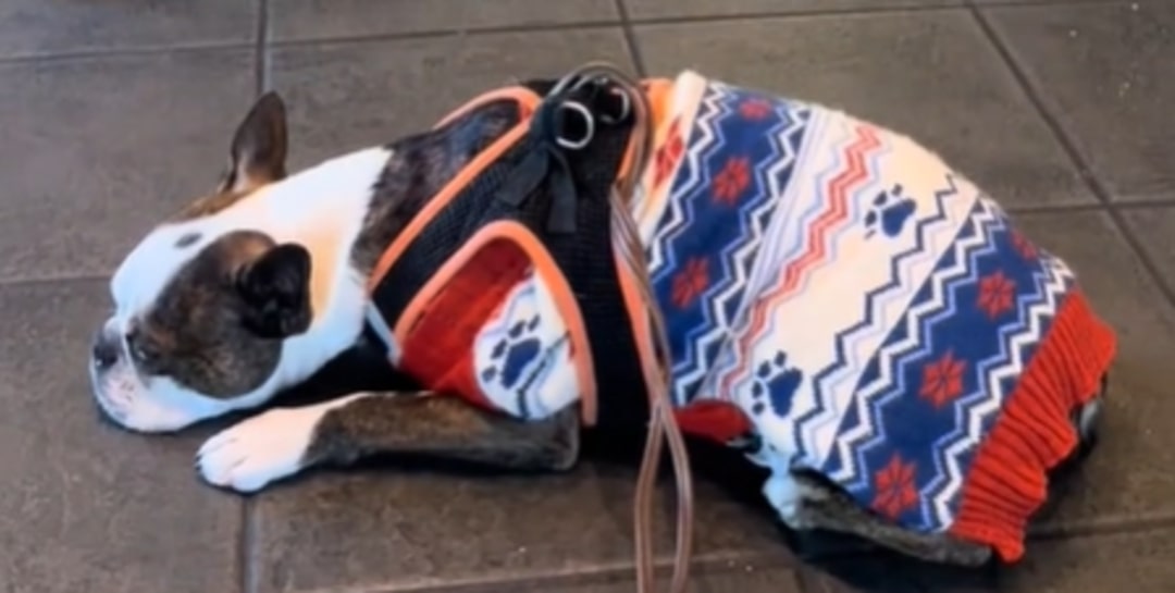 sweet dog laying on tiles