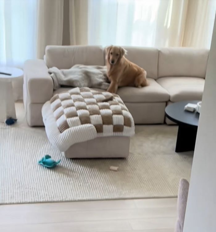 sweet dog on couch