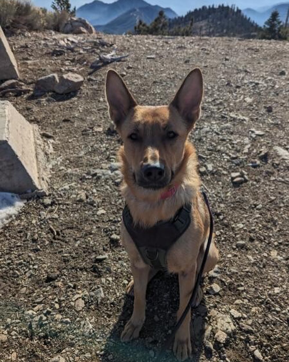 sweet dog posing for picture